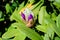 Bush of many delicate vivid purple flower buds of azalea or Rhododendron plant in a sunny spring Scotish garden, beautiful outdoor