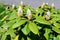 Bush of many delicate vivid purple flower buds of azalea or Rhododendron plant in a sunny spring Scotish garden, beautiful outdoor