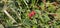 A bush of many ripe blackberries (Rubus fruticosus). they are in red and violet colors.