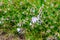 A bush with many small blooming flowers matthiola purple