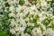 Bush of mexican orange blossom flowers, white aromatic flowering plant from mexico, popular tropical cultivated plant