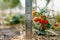 A bush of miniature red ripe tomatoes with a ruler