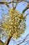 Bush of a mistletoe white Viscum album L. on a tree owner