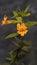 Bush monkeyflower, a yellow wildflower