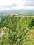 Bush on the mountain in Turda, Transsylvania, Romania