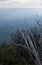 A bush near the Cahill's Lookout in the Blue Mountains