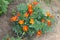 A bush of orange carnations meets the dawn in a city park. A bush of orange carnations on an isolated background