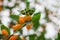 A bush with orange inedible berries. Fruitful ornamental bush.