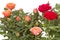 Bush orange and red rose