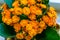 Bush of orange small tiny flaming katy flowers botanic close up macro