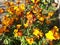 A bush of orange and yellow erysimum or wallflower