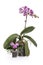 Bush orchid phalaenopsis and dwarf orchid