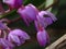 Bush orchid with weevil