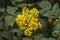 Bush of Oregon grape or Mahonia aquifolium in springtime