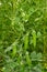 Bush of pea with unripe pods