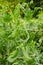 Bush of pea with unripe pods