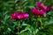 Bush of peonies in the garden. Beautiful dark pink buds of summer flowers. Peony flower Bordeaux color