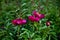 Bush of peonies in the garden. Beautiful dark pink buds of summer flowers. Peony flower Bordeaux color