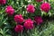 Bush of peony with magenta colored flowers