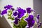 Bush of petunia flowers on a white background. Sunshine. Concept image