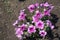 Bush of petunia with lots of pink flowers