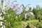 Bush petunias in a pot on the background of a village house, lovely rural views