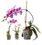 Bush of phalaenopsis orchid and two dwarf orchids on white