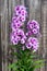 Bush Phlox background fence