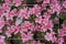 A bush of pink azaleas with a white frame.