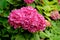 Bush of pink Bigleaf hydrangea - Hortensia