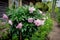 Bush of pink European peony Paeonia officinalis