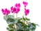 Bush pink flower cyclamen