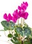 Bush pink flower cyclamen