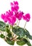Bush pink flower cyclamen