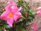 Bush of pink flower Mandevilla