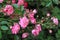 Bush of pink little roses