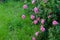 Bush of pink miniature rose in the flower garden,