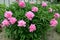 Bush of pink peonies Paeonia L