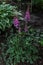 Bush with pink purple fluffy astilba flowers. Perennial plant with thin brown twigs with green leaves