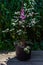 Bush with pink purple fluffy astilba flowers in a pot. Perennial plant with thin brown twigs with green leaves