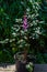 Bush with pink purple fluffy astilba flowers in a pot. Perennial plant with thin brown twigs with green leaves in sun light