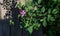 Bush with pink purple fluffy astilba flowers in a pot on wood trail. Perennial plant