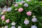 The bush of pink and purple hydrangeas flowers ajisai