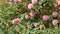 A bush with pink rhododendron flowers sways in the wind