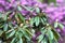 Bush of pink rhododendron with young unopened flower buds close-up