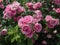 Bush pink rose close-up