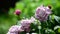 Bush pink roses in the flowerbed