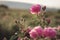 A bush of Pink roses in sunset backlight