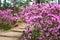 Bush of pink royal azalea beside a wooden pathway in Pyunggang Botanical Garden in Pocheon, South Korea