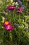 Bush of pink Xerochrysum bracteatum Helichrysum bracteatum or Paper Flower grow in the garden, beautiful bright flowers in